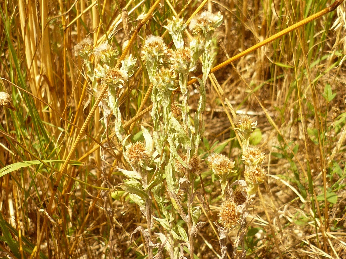Filago pyramidata (Asteraceae)